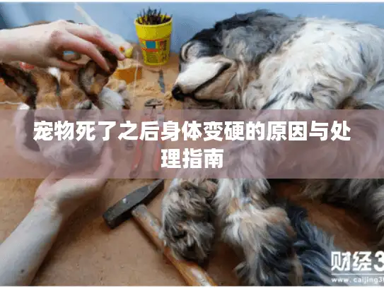 宠物死了之后身体变硬的原因与处理指南