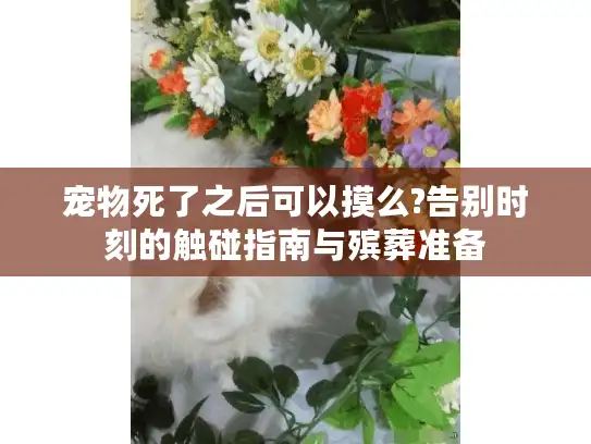 宠物死了之后可以摸么?告别时刻的触碰指南与殡葬准备