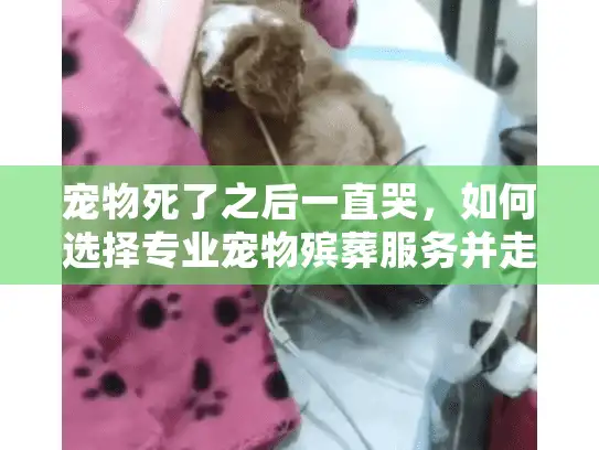 宠物死了之后一直哭，如何选择专业宠物殡葬服务并走出悲伤？