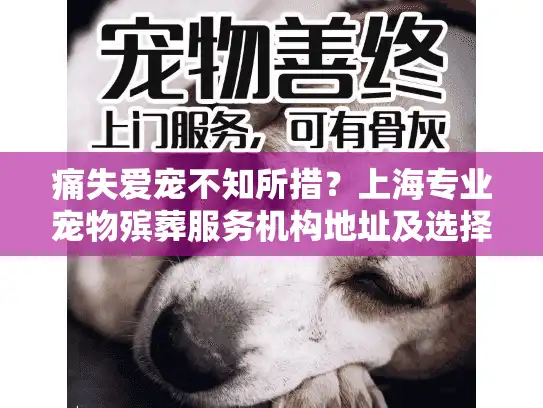 痛失爱宠不知所措？上海专业宠物殡葬服务机构地址及选择指南