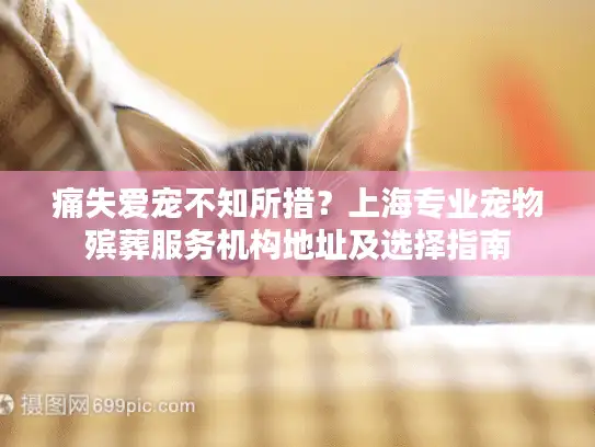 痛失爱宠不知所措？上海专业宠物殡葬服务机构地址及选择指南