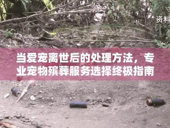 当爱宠离世后的处理方法，专业宠物殡葬服务选择终极指南