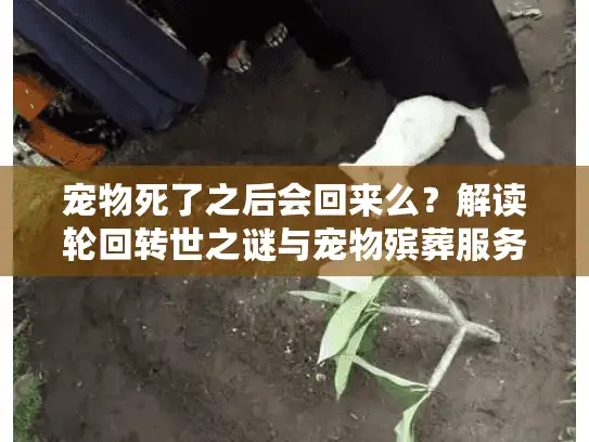 宠物死了之后会回来么？解读轮回转世之谜与宠物殡葬服务的意义
