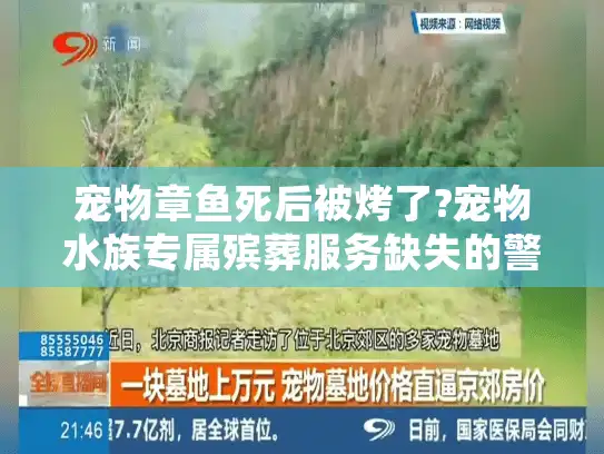 宠物章鱼死后被烤了?宠物水族专属殡葬服务缺失的警示