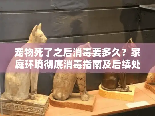 宠物死了之后消毒要多久？家庭环境彻底消毒指南及后续处理流程