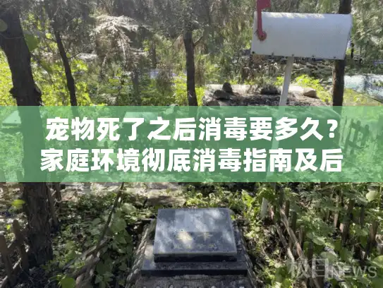 宠物死了之后消毒要多久？家庭环境彻底消毒指南及后续处理流程