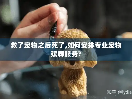救了宠物之后死了,如何安排专业宠物殡葬服务?