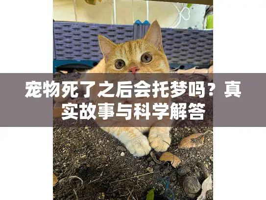 宠物死了之后会托梦吗？真实故事与科学解答