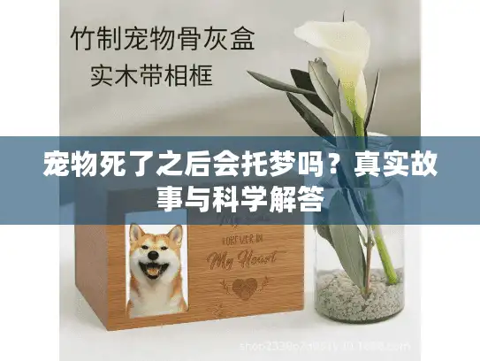 宠物死了之后会托梦吗？真实故事与科学解答