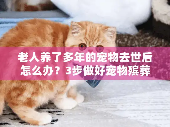 老人养了多年的宠物去世后怎么办？3步做好宠物殡葬和情绪疏导