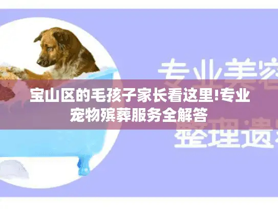 宝山区的毛孩子家长看这里!专业宠物殡葬服务全解答