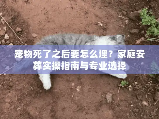 宠物死了之后要怎么埋？家庭安葬实操指南与专业选择