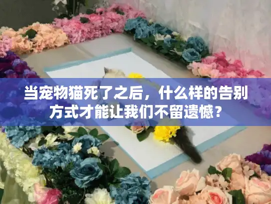 当宠物猫死了之后，什么样的告别方式才能让我们不留遗憾？