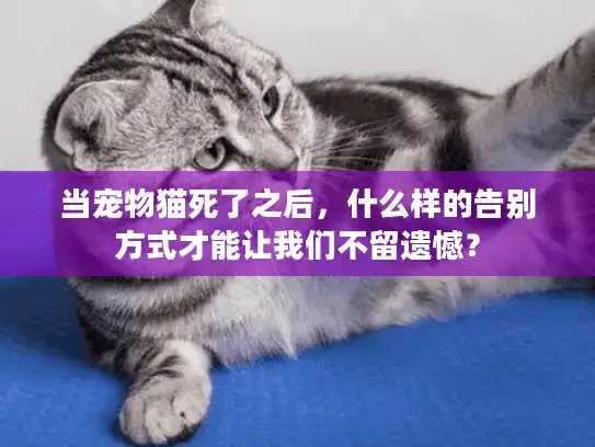 当宠物猫死了之后，什么样的告别方式才能让我们不留遗憾？