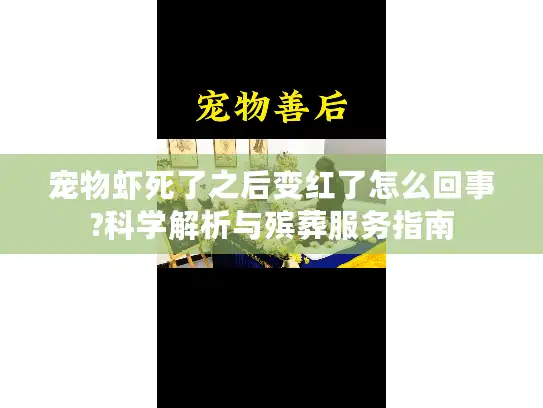 宠物虾死了之后变红了怎么回事?科学解析与殡葬服务指南