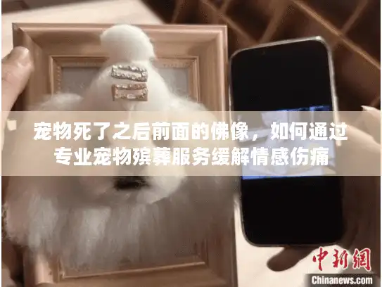 宠物死了之后前面的佛像，如何通过专业宠物殡葬服务缓解情感伤痛