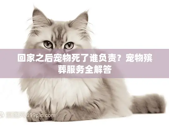 回家之后宠物死了谁负责？宠物殡葬服务全解答