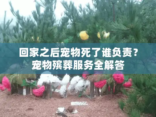 回家之后宠物死了谁负责？宠物殡葬服务全解答