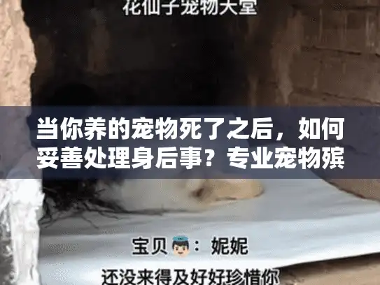 当你养的宠物死了之后，如何妥善处理身后事？专业宠物殡葬服务指南