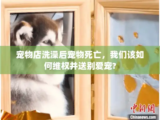 宠物店洗澡后宠物死亡，我们该如何维权并送别爱宠?