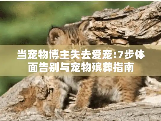当宠物博主失去爱宠:7步体面告别与宠物殡葬指南