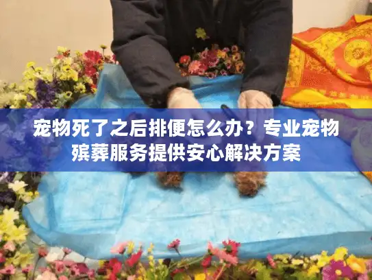 宠物死了之后排便怎么办？专业宠物殡葬服务提供安心解决方案