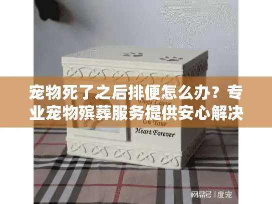 宠物死了之后排便怎么办？专业宠物殡葬服务提供安心解决方案