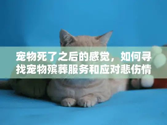 宠物死了之后的感觉，如何寻找宠物殡葬服务和应对悲伤情绪？