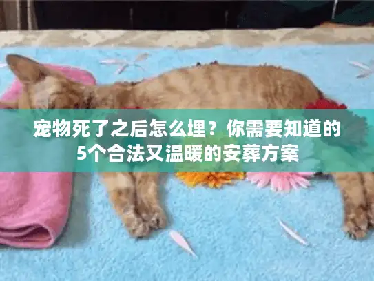 宠物死了之后怎么埋？你需要知道的5个合法又温暖的安葬方案