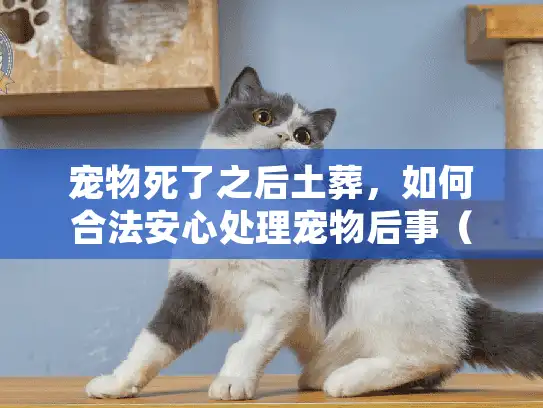 宠物死了之后土葬，如何合法安心处理宠物后事（50字符）