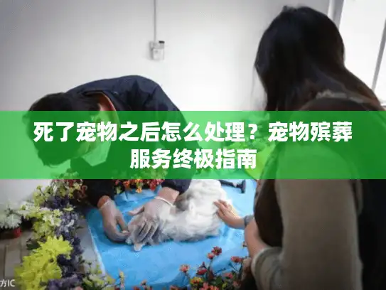 死了宠物之后怎么处理？宠物殡葬服务终极指南
