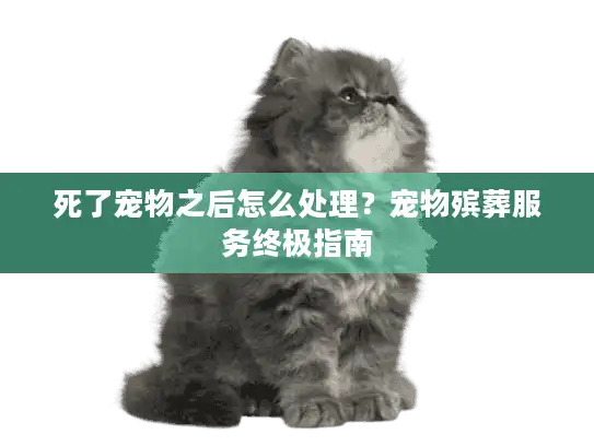 死了宠物之后怎么处理？宠物殡葬服务终极指南