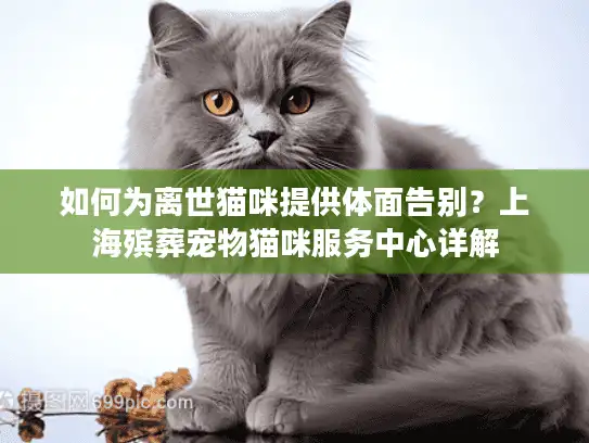 如何为离世猫咪提供体面告别？上海殡葬宠物猫咪服务中心详解