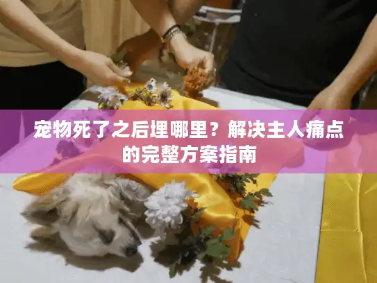 宠物死了之后埋哪里？解决主人痛点的完整方案指南