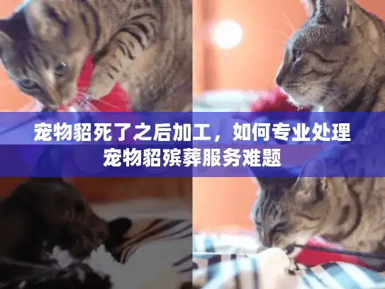 宠物貂死了之后加工，如何专业处理宠物貂殡葬服务难题