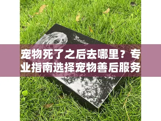 宠物死了之后去哪里？专业指南选择宠物善后服务
