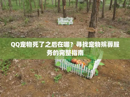 QQ宠物死了之后在哪？寻找宠物殡葬服务的完整指南