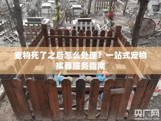 宠物死了之后怎么处理？一站式宠物殡葬服务指南