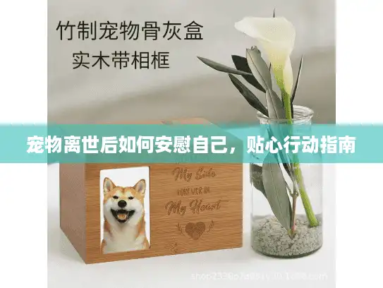 宠物离世后如何安慰自己，贴心行动指南