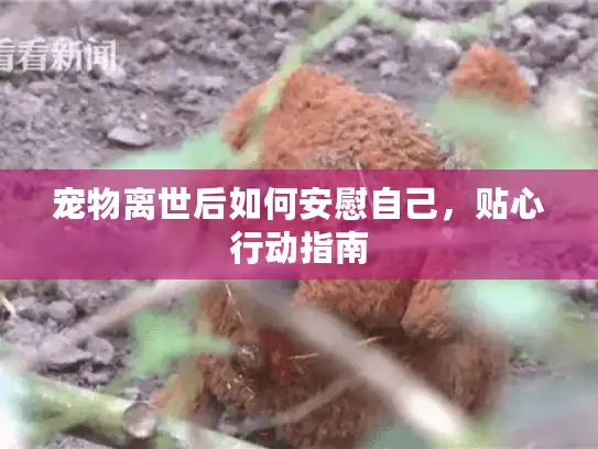 宠物离世后如何安慰自己，贴心行动指南