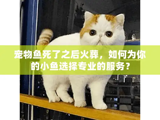 宠物鱼死了之后火葬，如何为你的小鱼选择专业的服务？