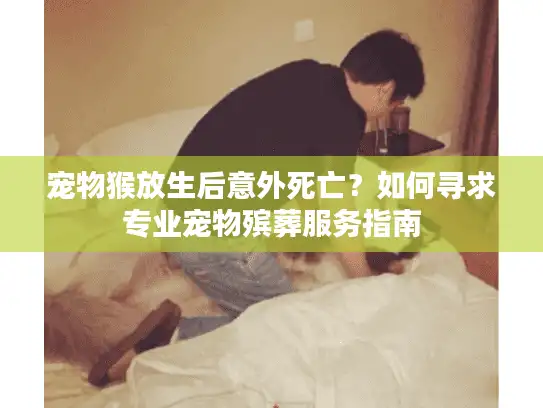 宠物猴放生后意外死亡？如何寻求专业宠物殡葬服务指南