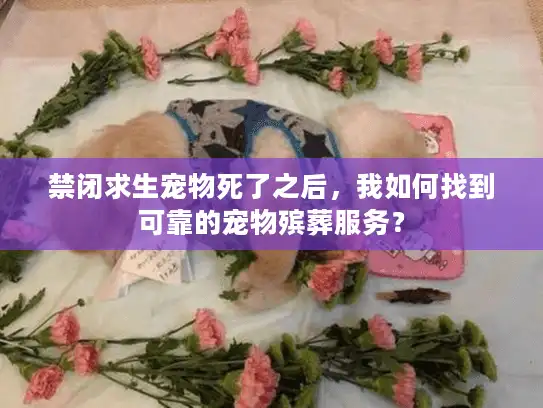禁闭求生宠物死了之后，我如何找到可靠的宠物殡葬服务？
