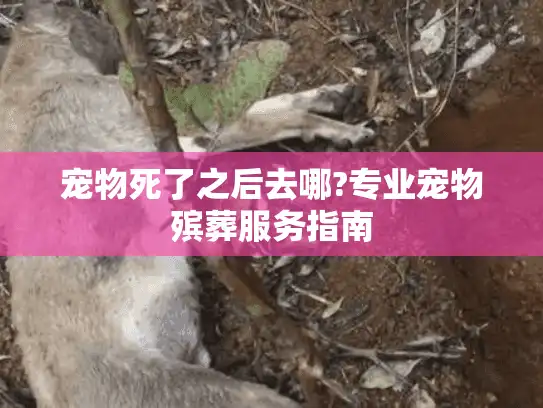 宠物死了之后去哪?专业宠物殡葬服务指南