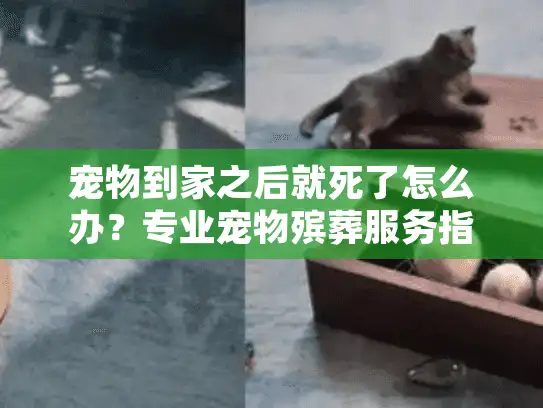 宠物到家之后就死了怎么办？专业宠物殡葬服务指南