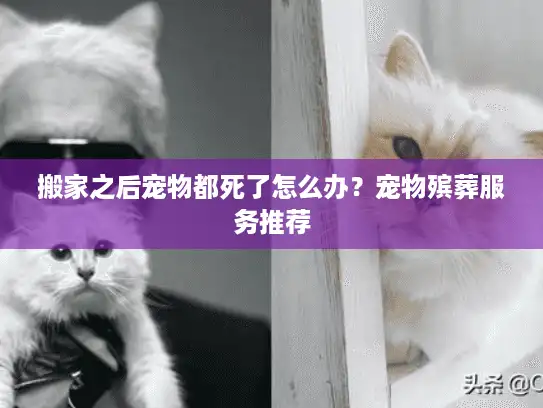 搬家之后宠物都死了怎么办？宠物殡葬服务推荐