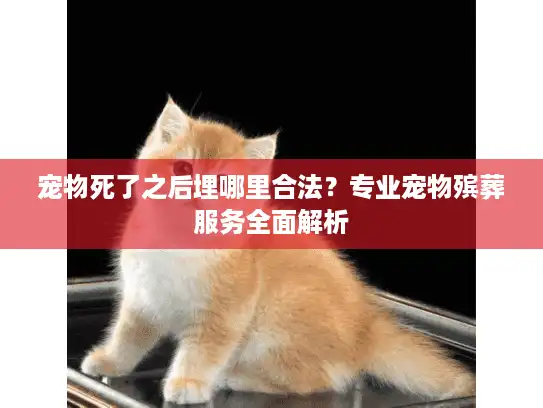 宠物死了之后埋哪里合法？专业宠物殡葬服务全面解析
