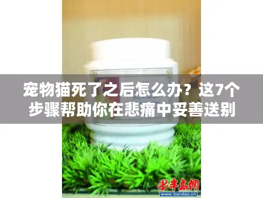 宠物猫死了之后怎么办？这7个步骤帮助你在悲痛中妥善送别爱宠