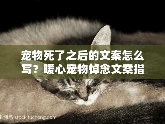 宠物死了之后的文案怎么写？暖心宠物悼念文案指南