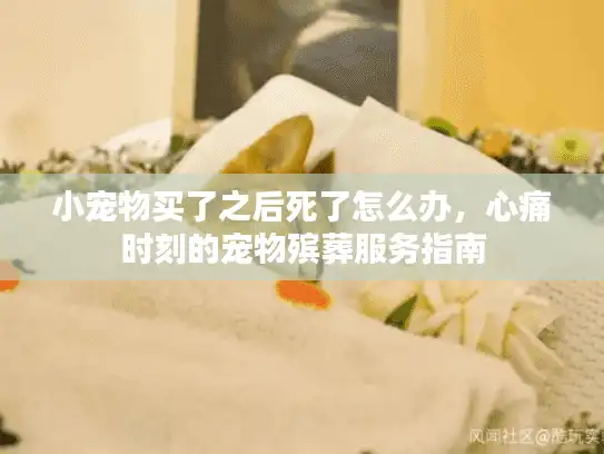 小宠物买了之后死了怎么办，心痛时刻的宠物殡葬服务指南